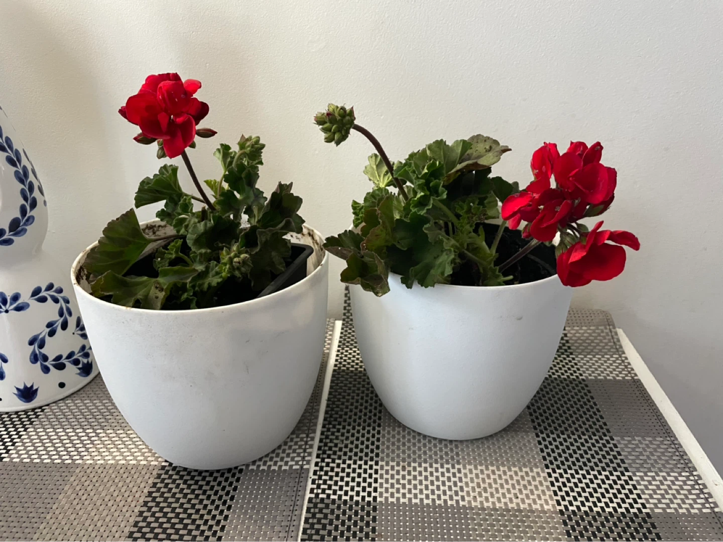 Potted red geraniums