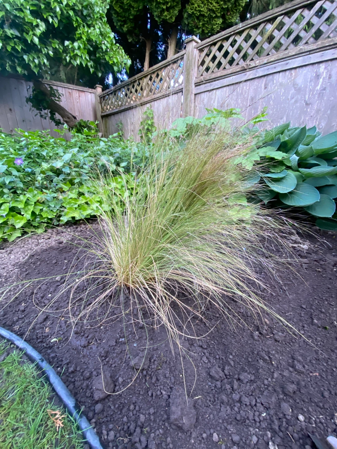 Ornamental Grass Plant - photo 2