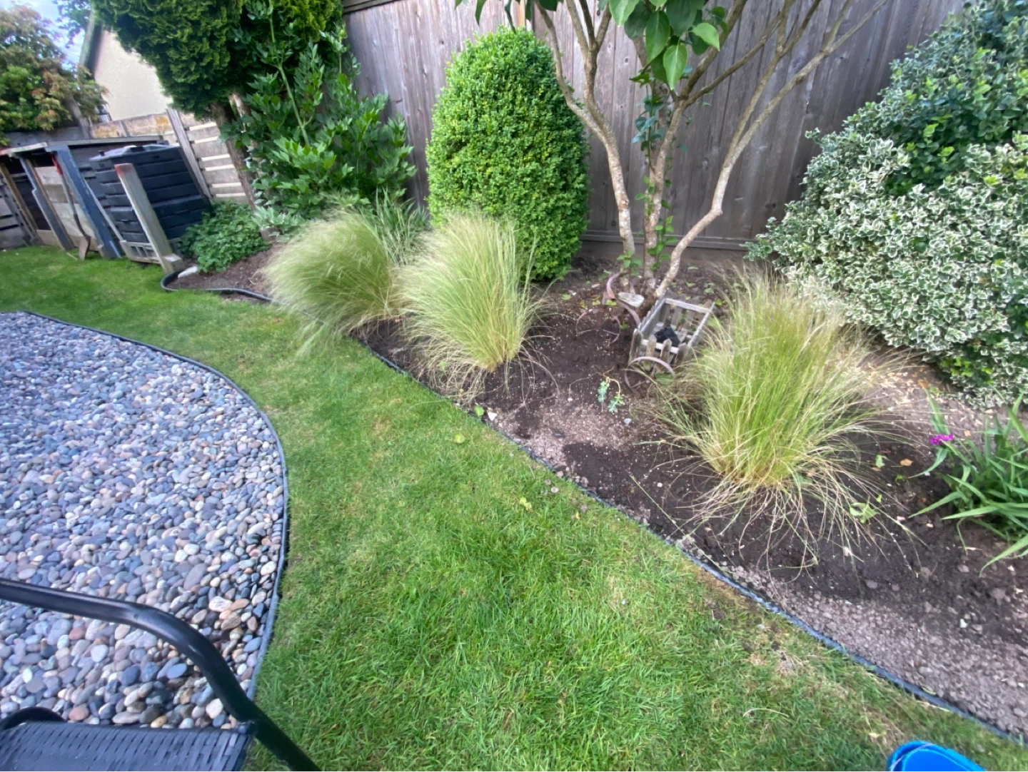 Ornamental Grass Plant