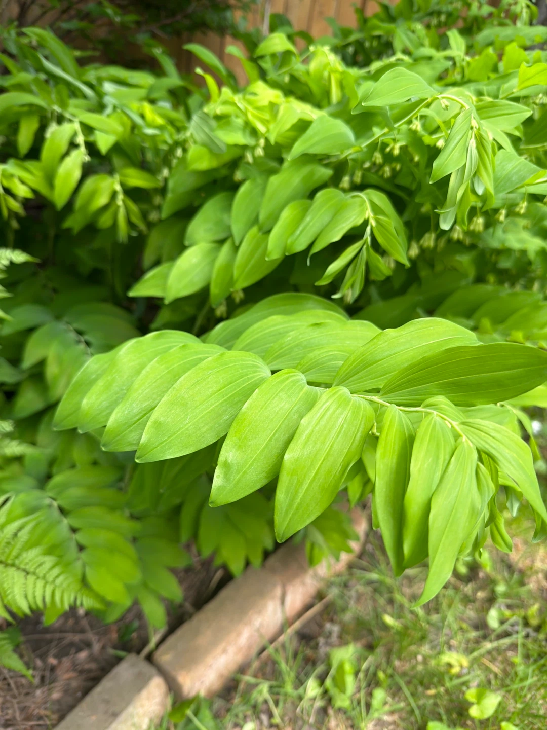 Solomon's Seal Plant