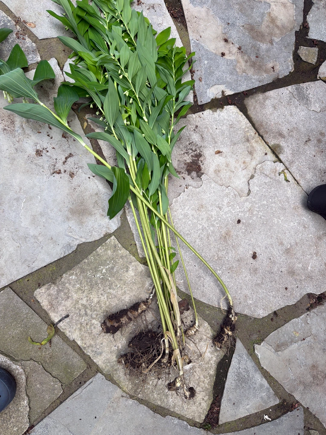 Solomon's Seal Plant - photo 2