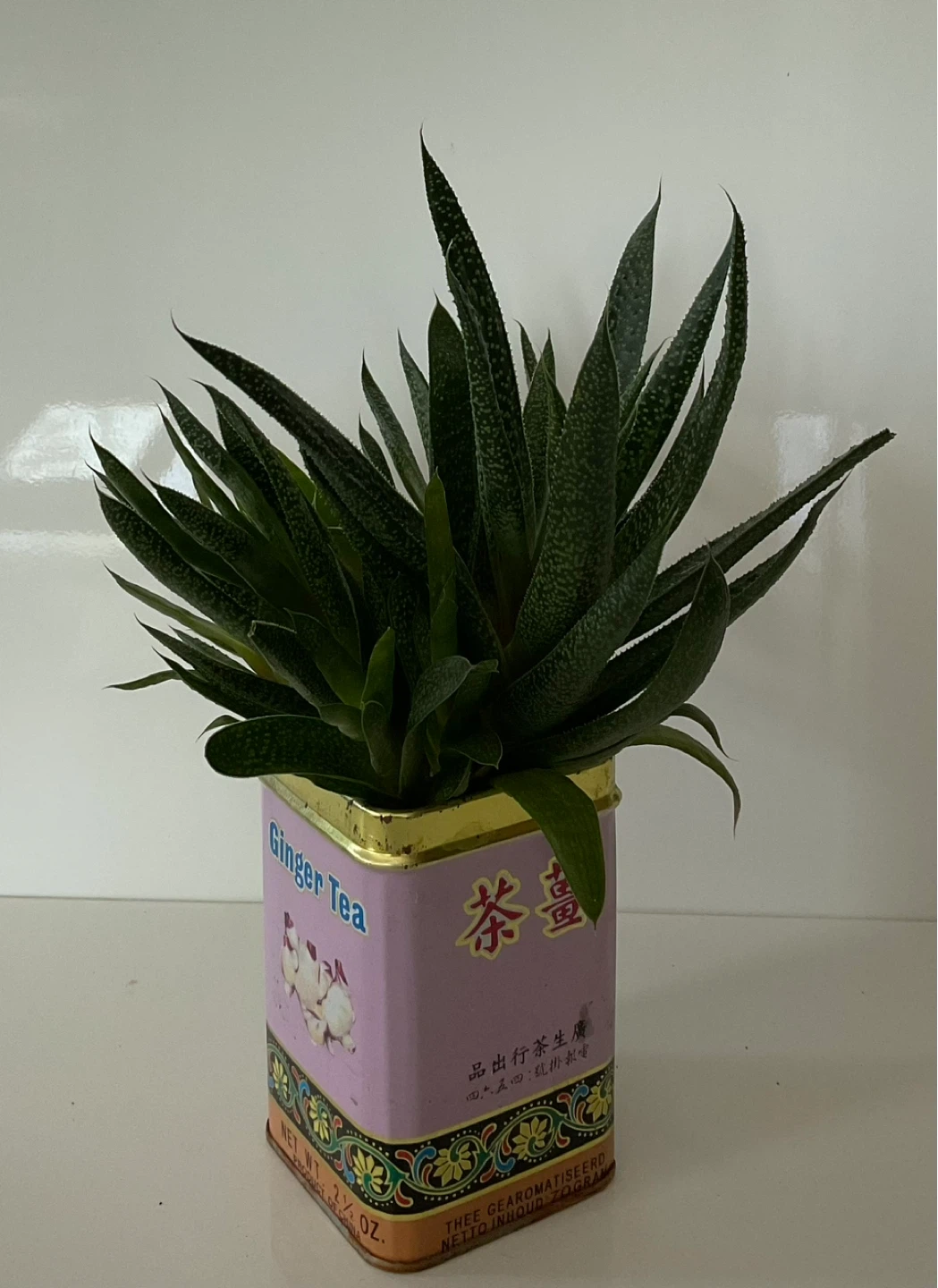Haworthia Succulent Plant in "Ginger Tea" Tin Container