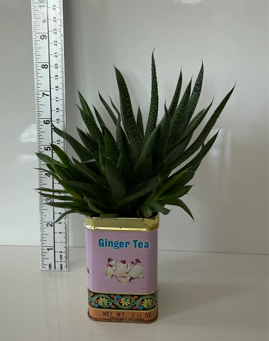 Haworthia Succulent Plant in "Ginger Tea" Tin Container - photo 2