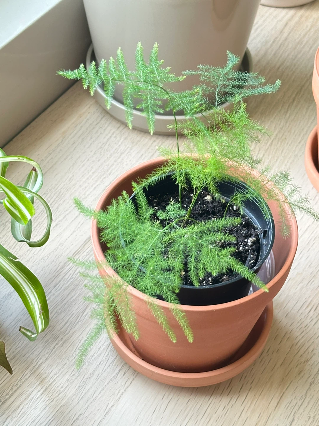 Asparagus Fern Plant - photo 2
