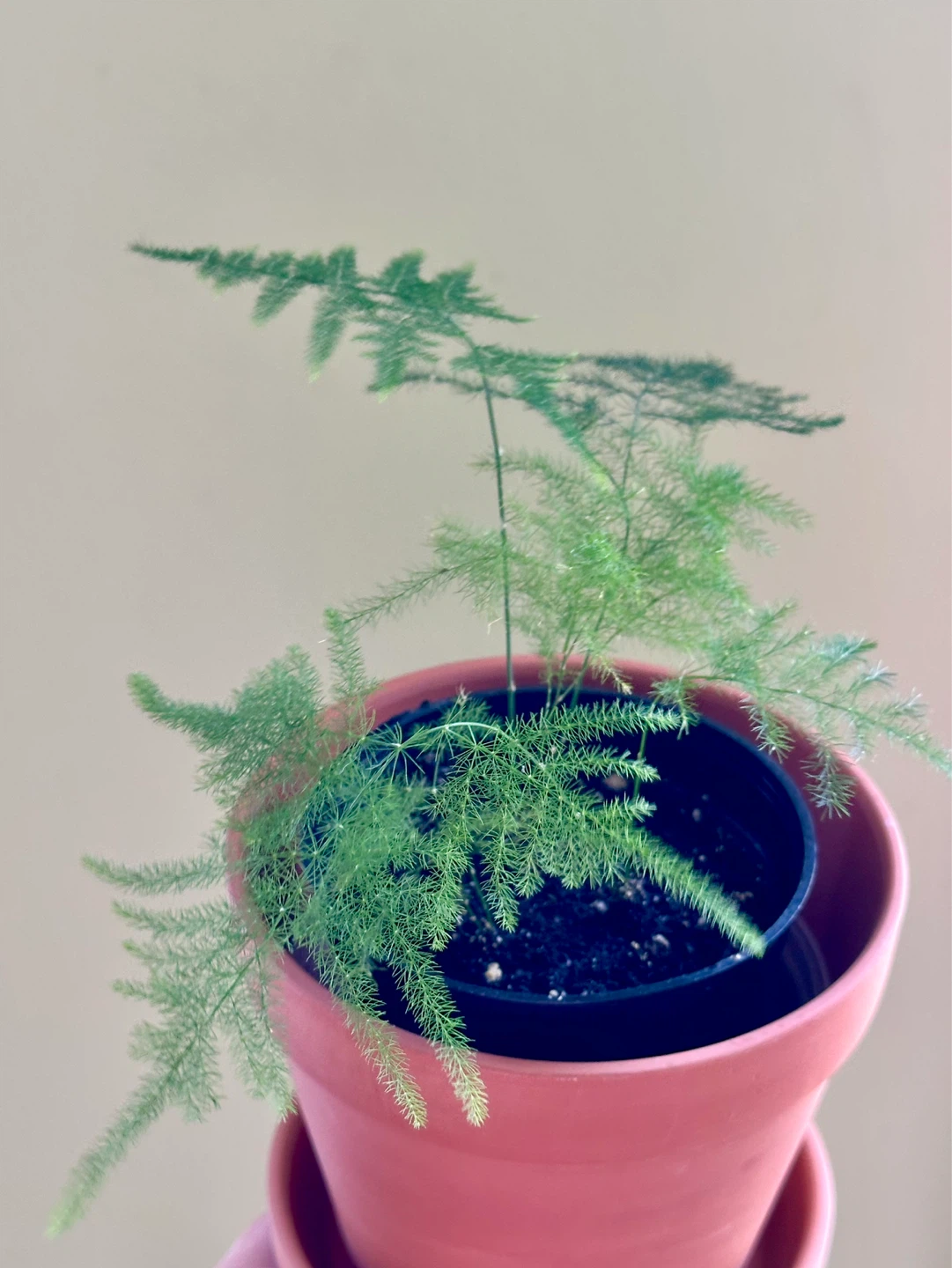 Asparagus Fern Plant