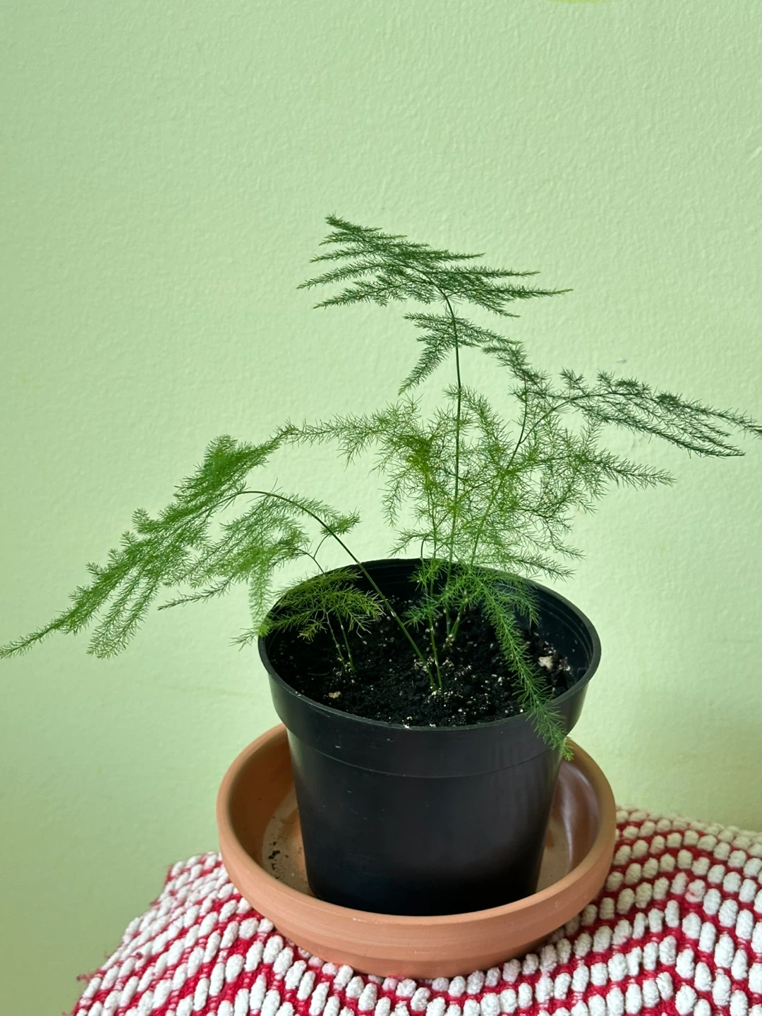 Asparagus Fern Plant - photo 5