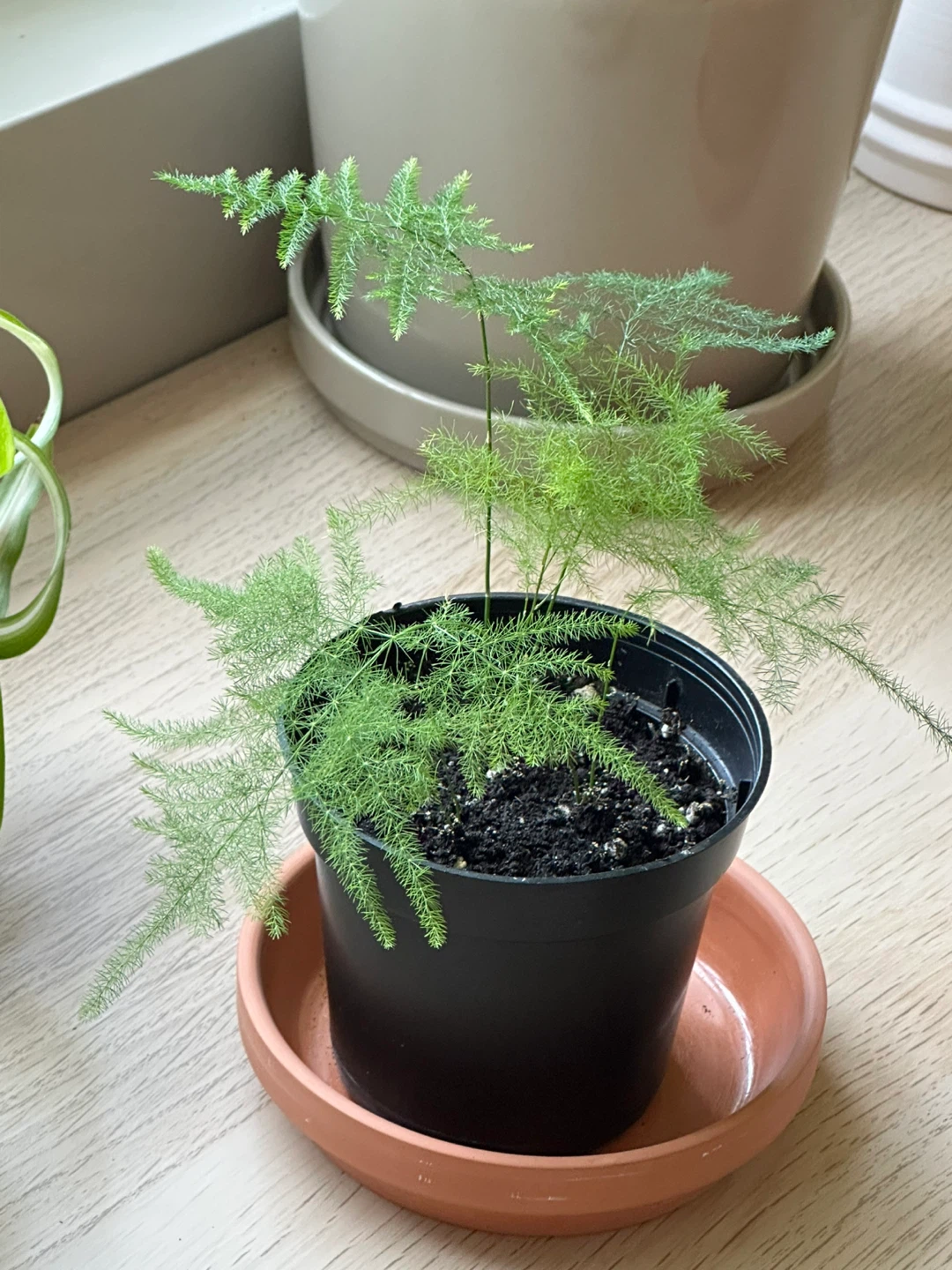 Asparagus Fern Plant - photo 3
