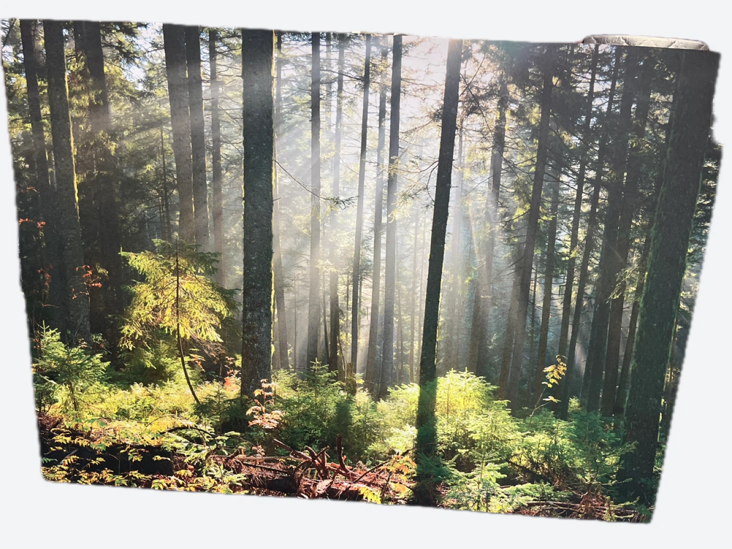 Forest Scene Print