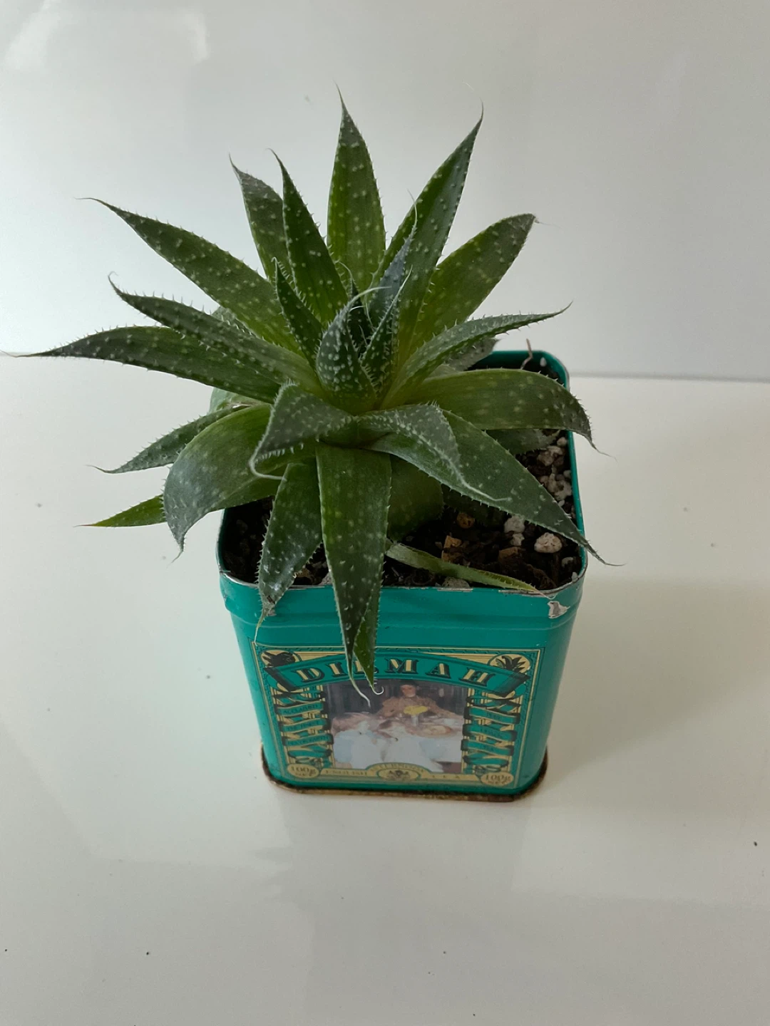 Haworthia Succulent Plant in Tea Tin