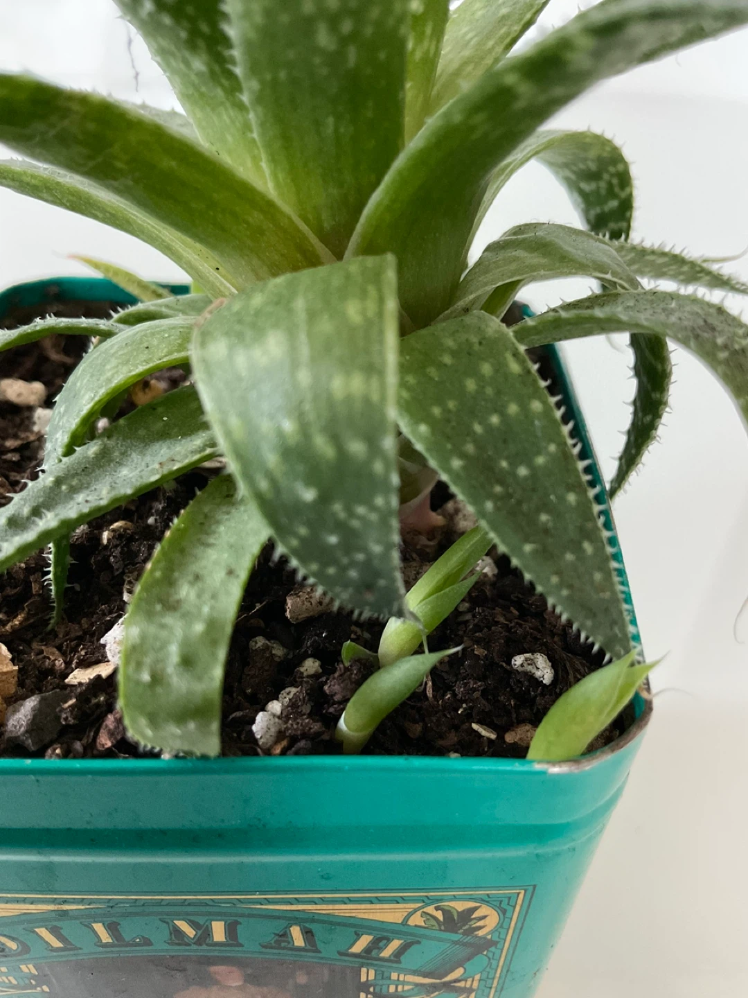 Haworthia Succulent Plant in Tea Tin - photo 2