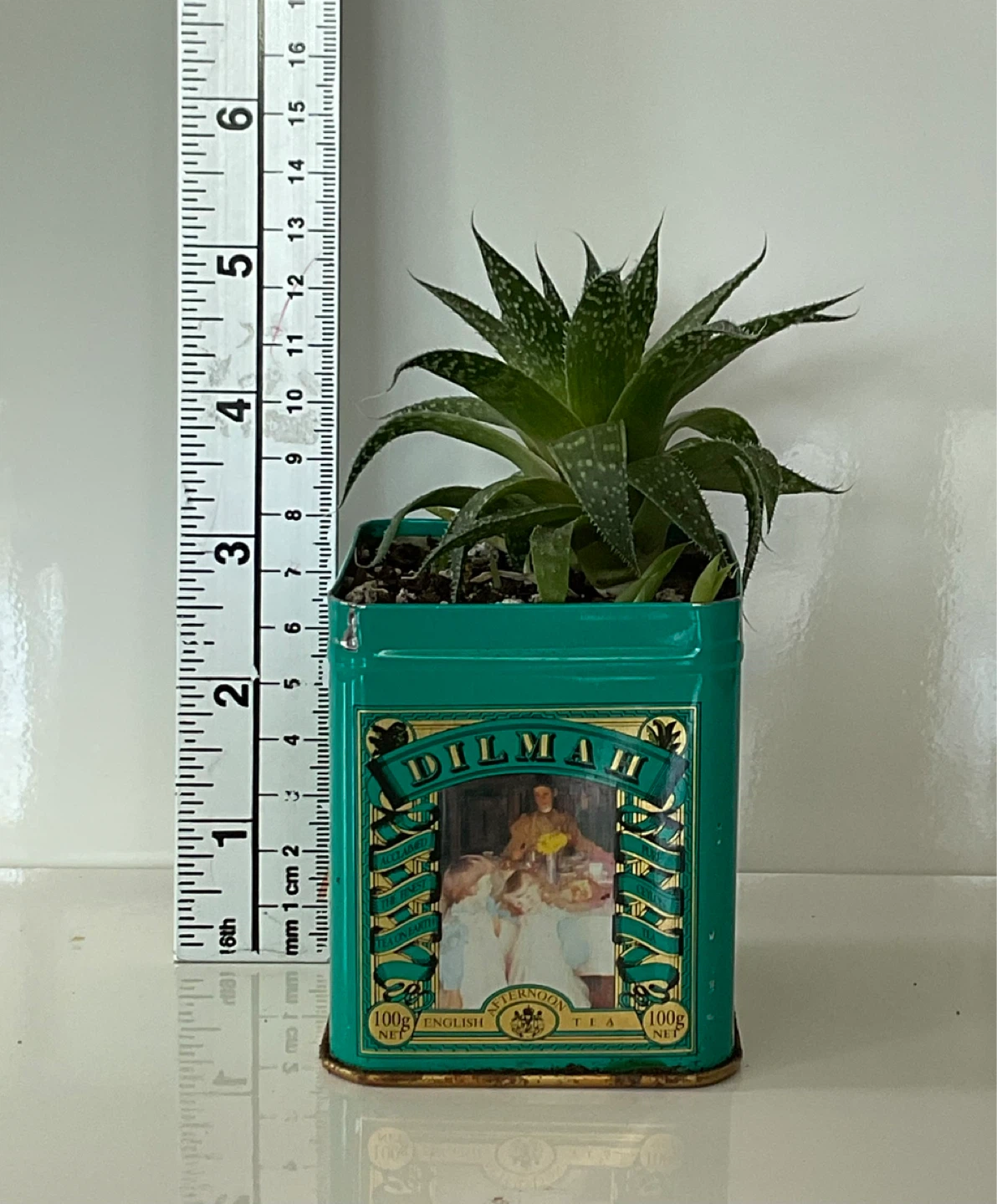 Haworthia Succulent Plant in Tea Tin - photo 3