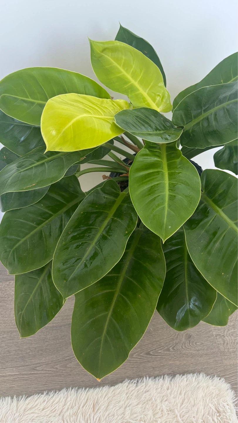 Large Healthy Philodendron Plant with pot - photo 2