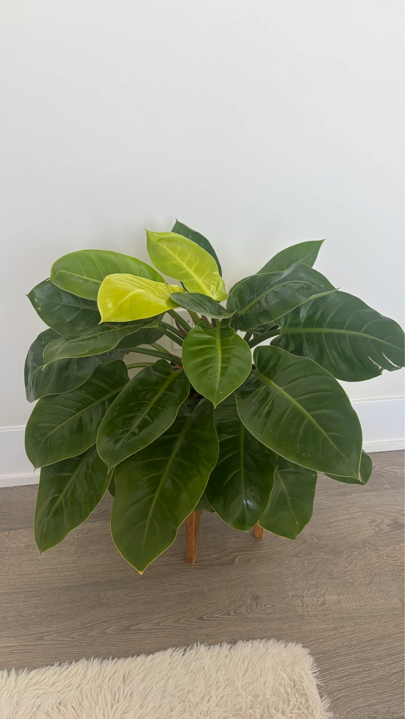 Large Healthy Philodendron Plant with pot