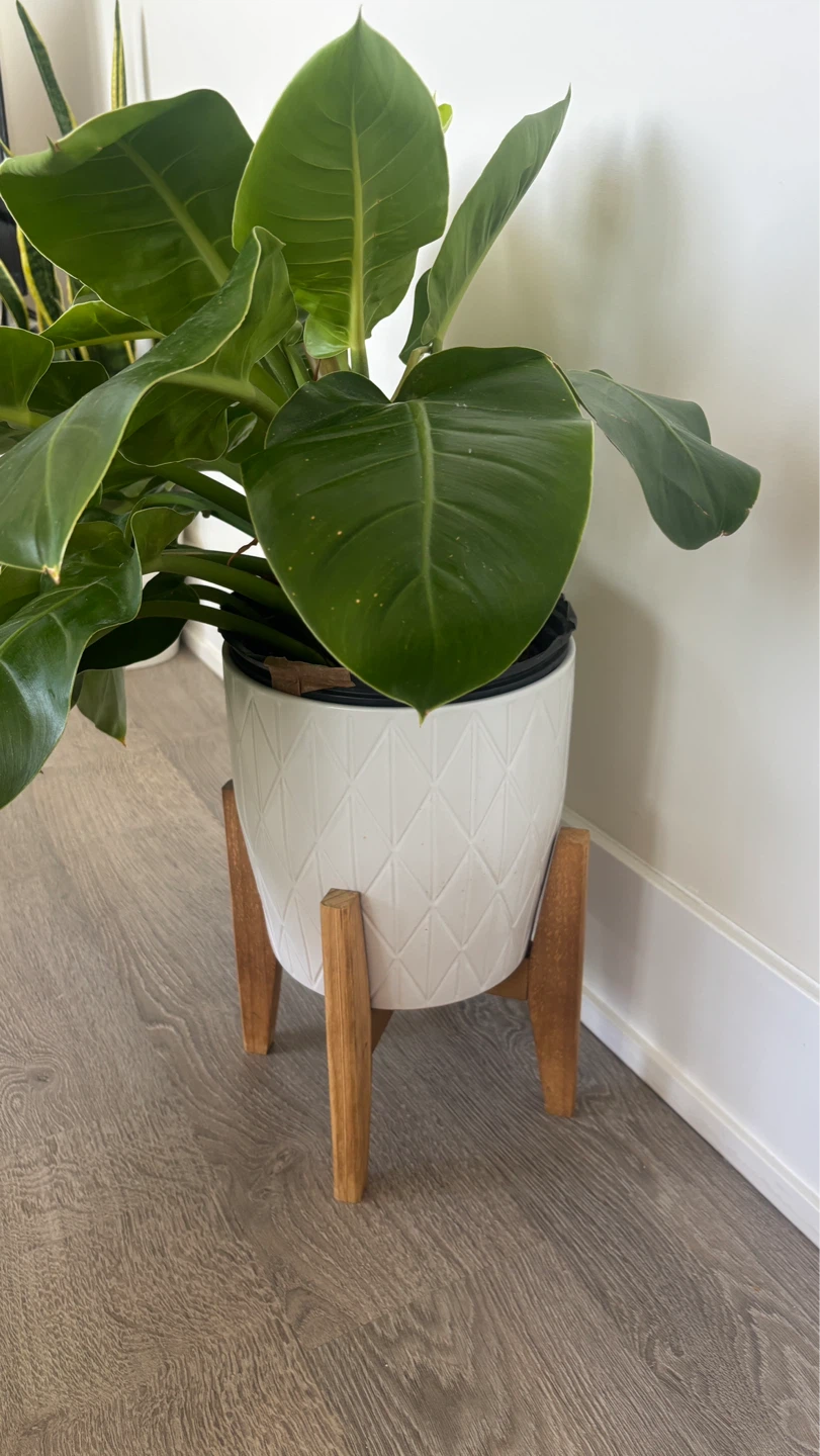 Large Healthy Philodendron Plant with pot - photo 5