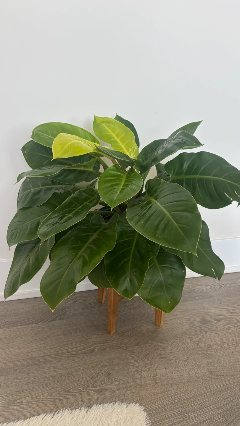 Large Healthy Philodendron Plant with pot - photo 3