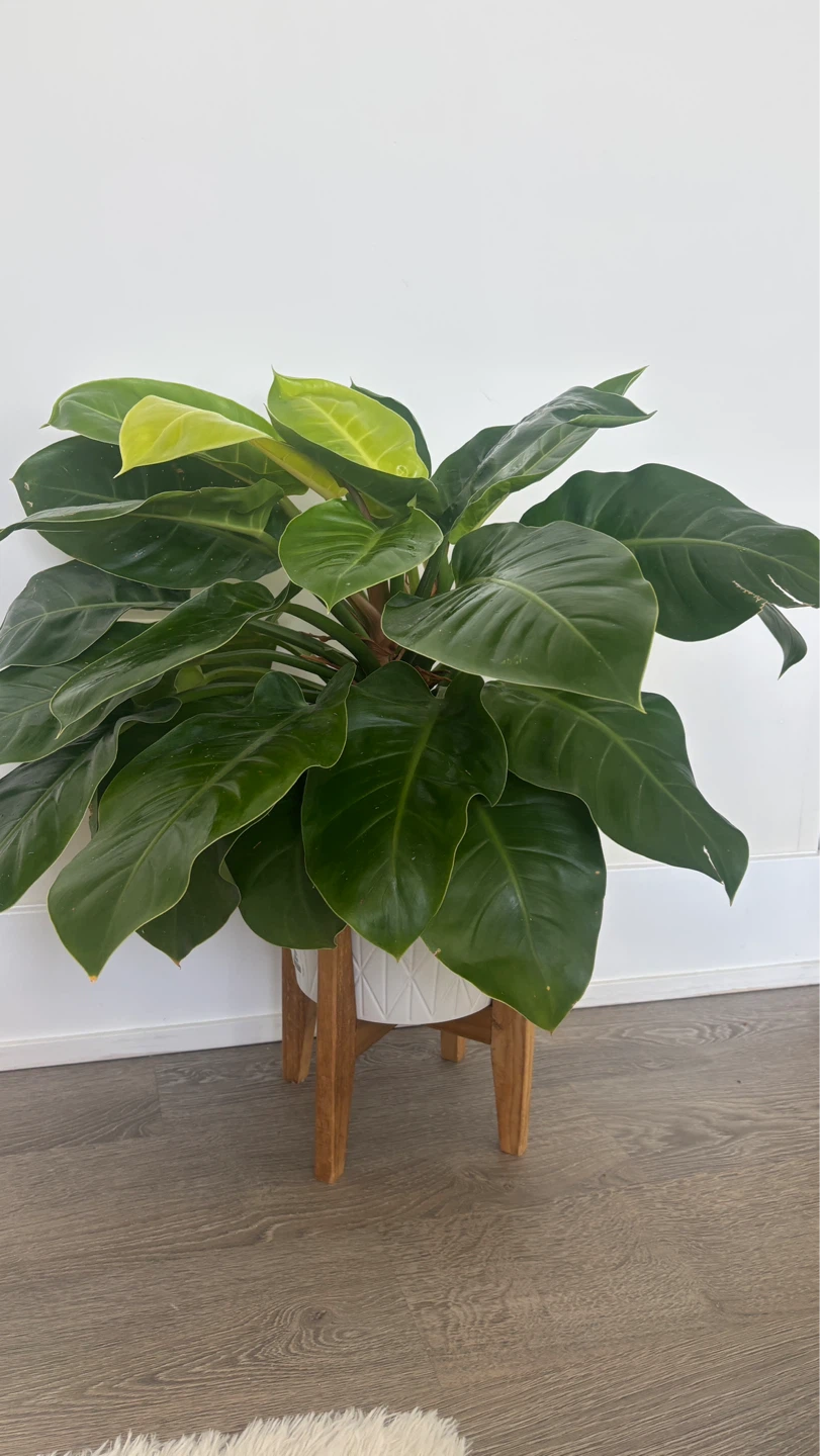 Large Healthy Philodendron Plant with pot - photo 4
