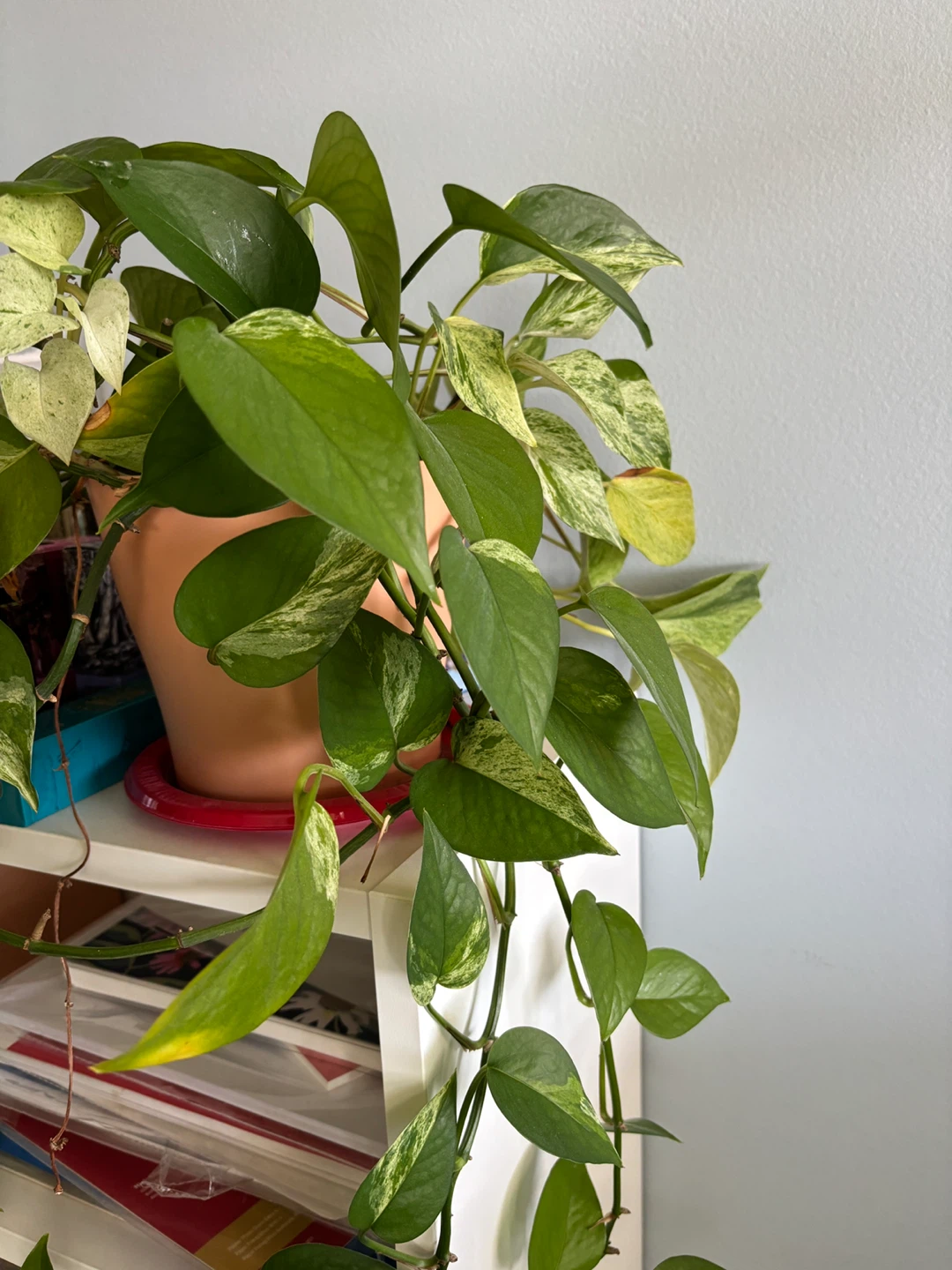 Pothos Plant - photo 3