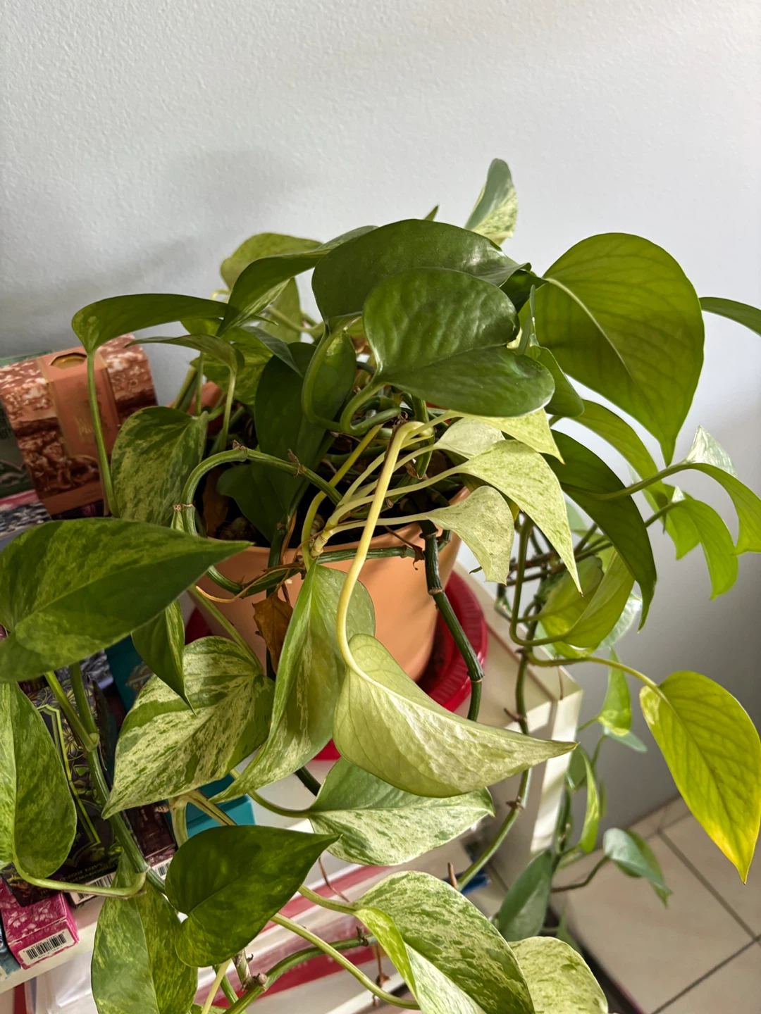 Pothos Plant - photo 2