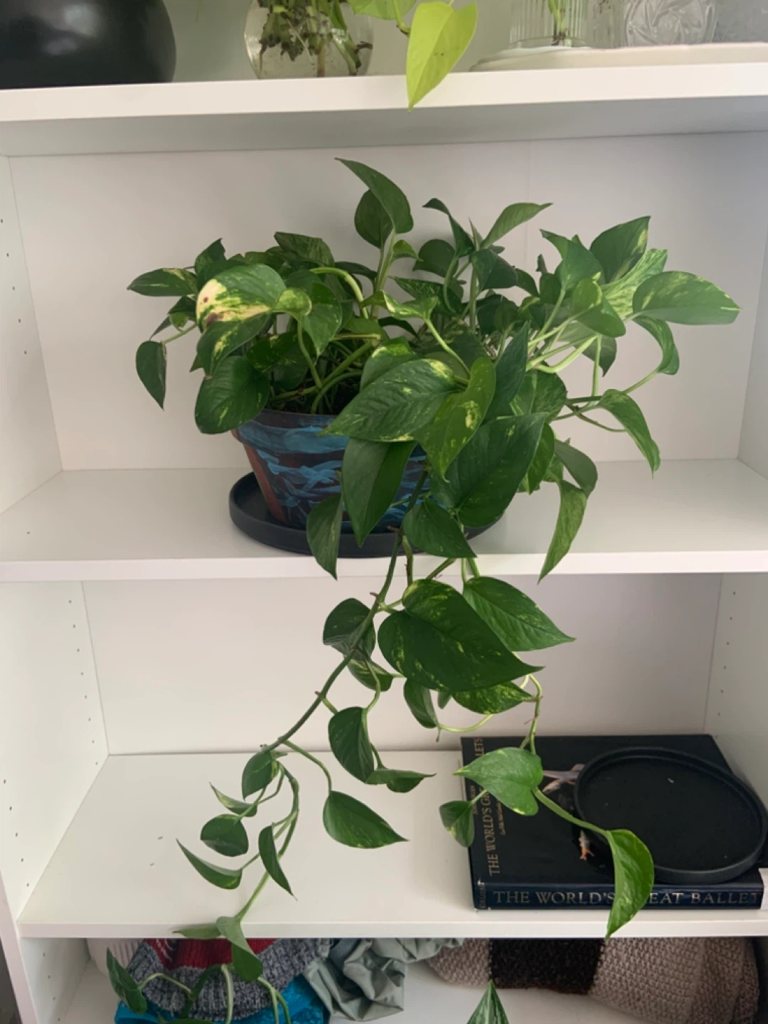 Money Pothos Plant in Decorative Pot - photo 3