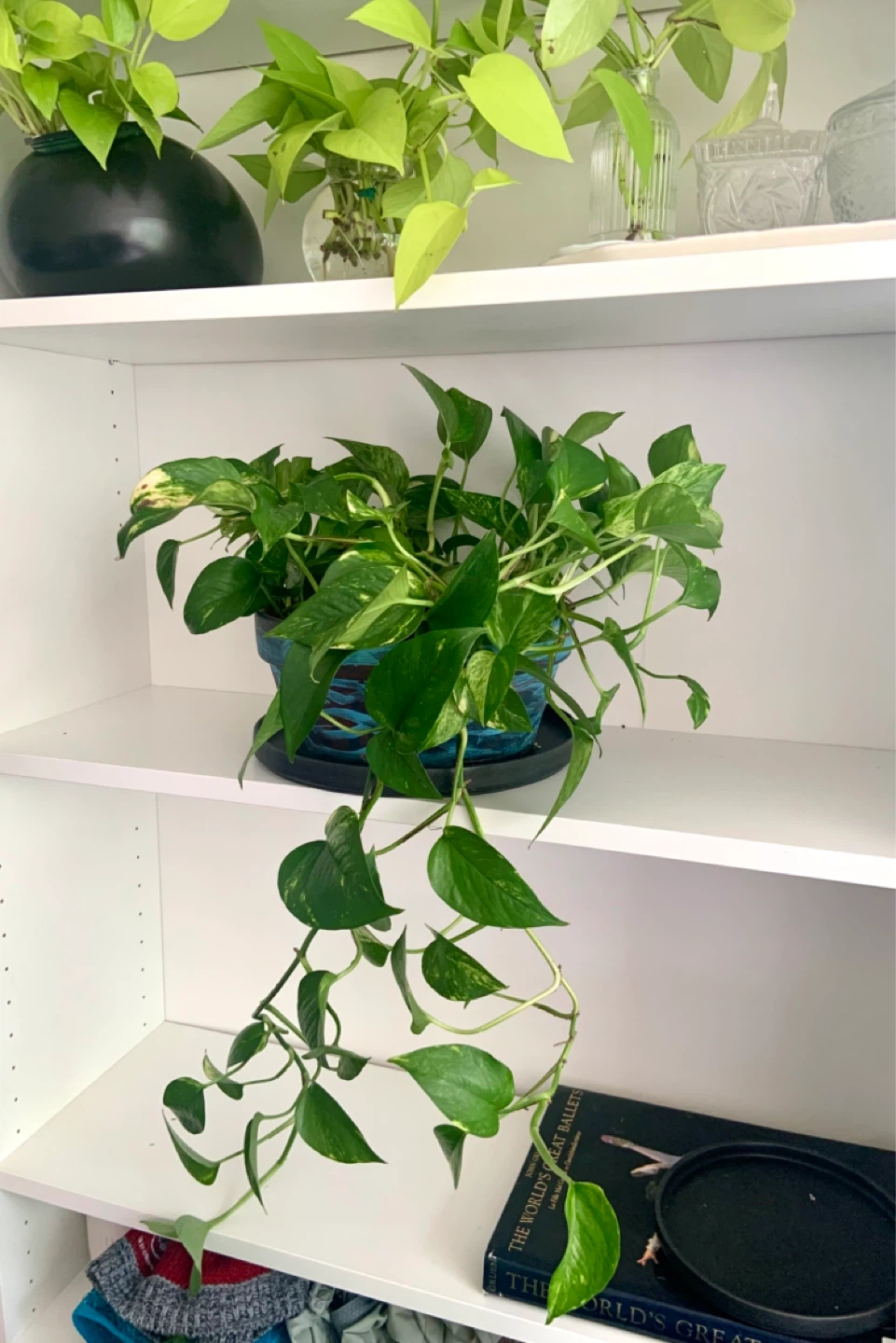 Money Pothos Plant in Decorative Pot - photo 2