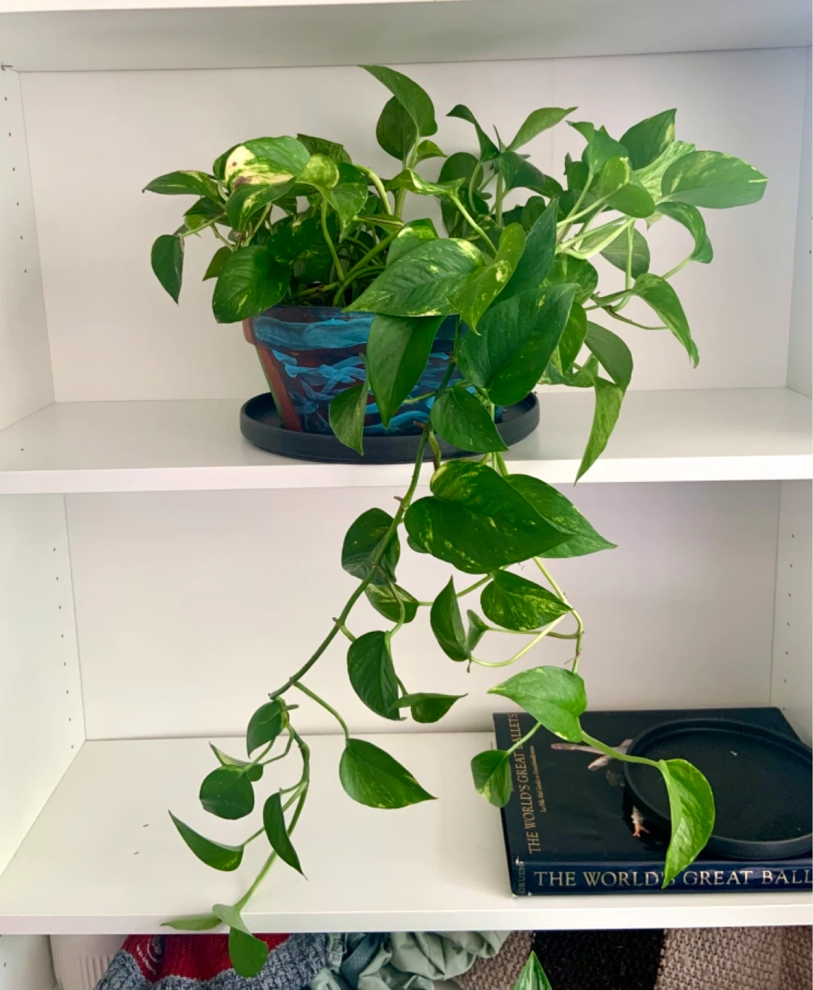 Money Pothos Plant in Decorative Pot
