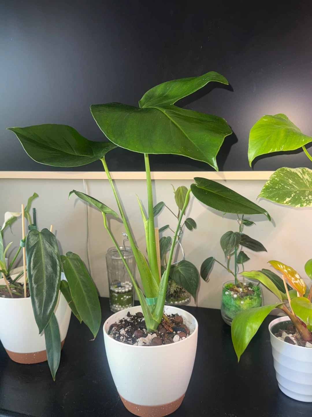 Monstera Plant in White Pot
