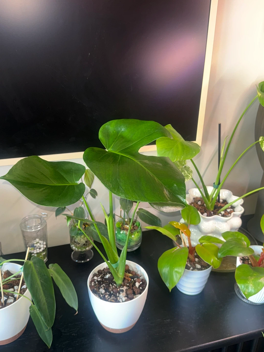 Monstera Plant in White Pot - photo 2