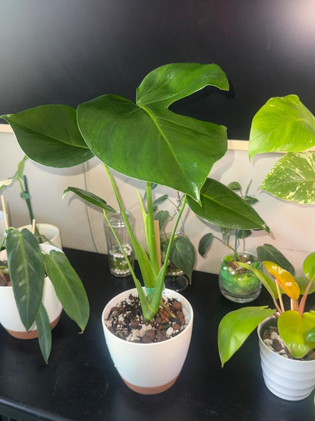 Monstera Plant in White Pot - photo 3