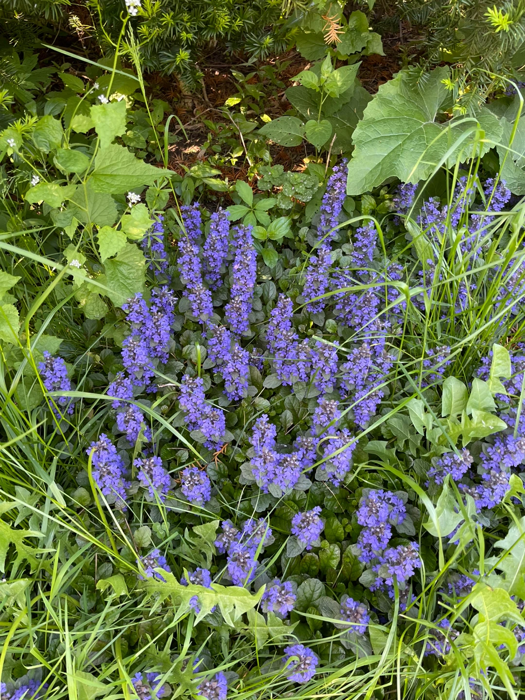 Ajuga reptans (Bugleweed) flowering plant