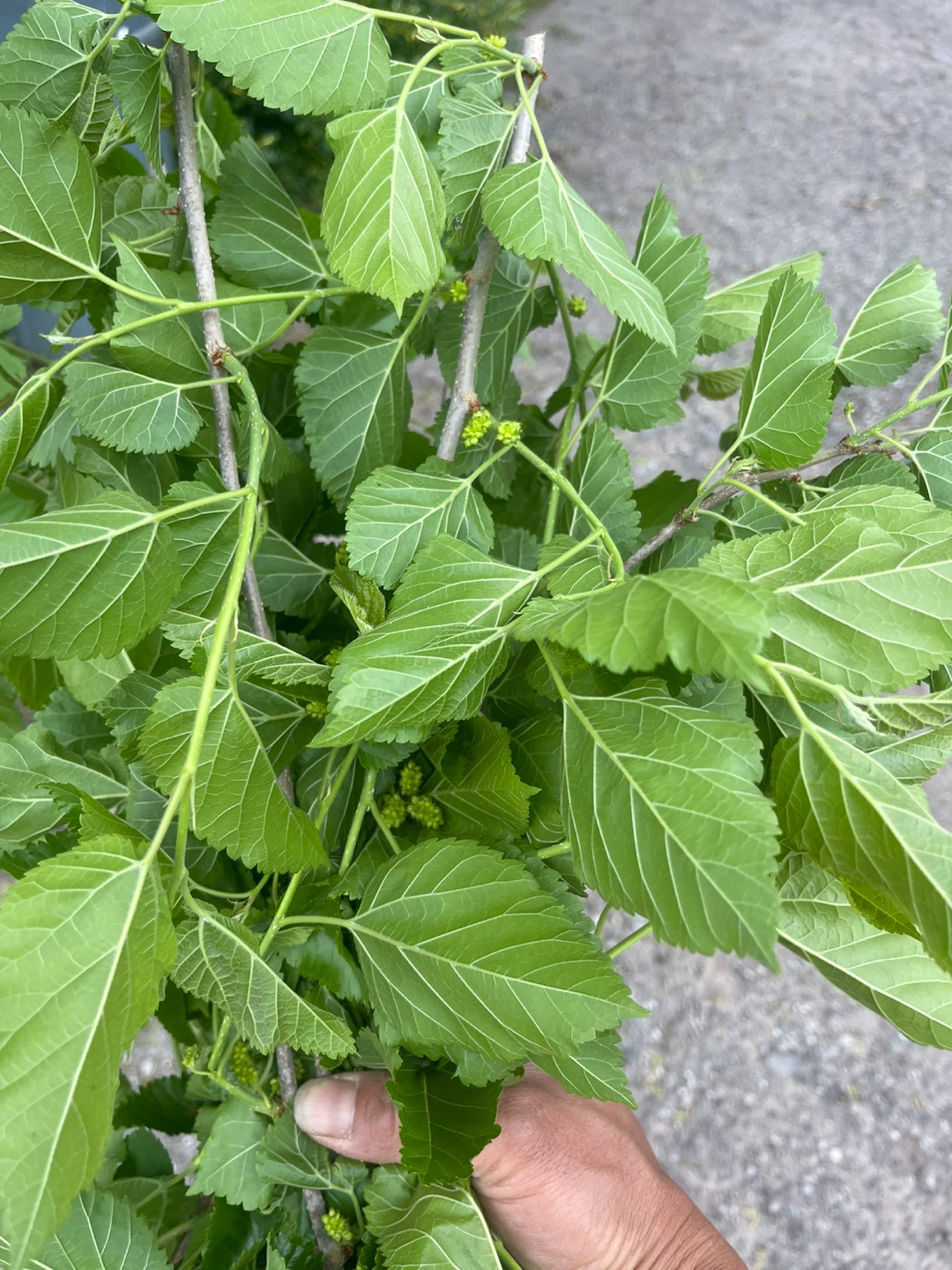 Mulberry Leaves for Silkworms - photo 2