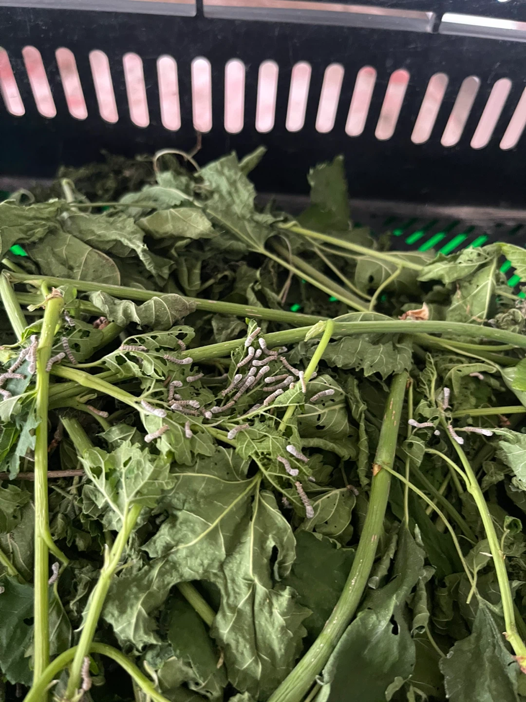 Mulberry Leaves for Silkworms - photo 3