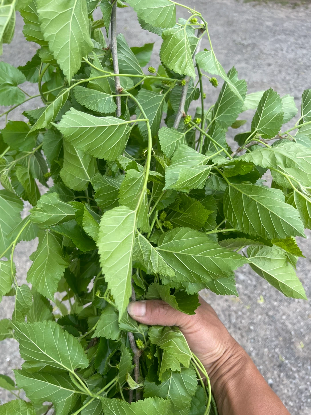 Mulberry Leaves for Silkworms
