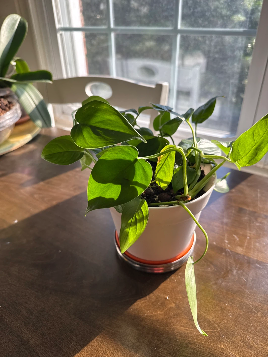 Pothos Plant in White Pot