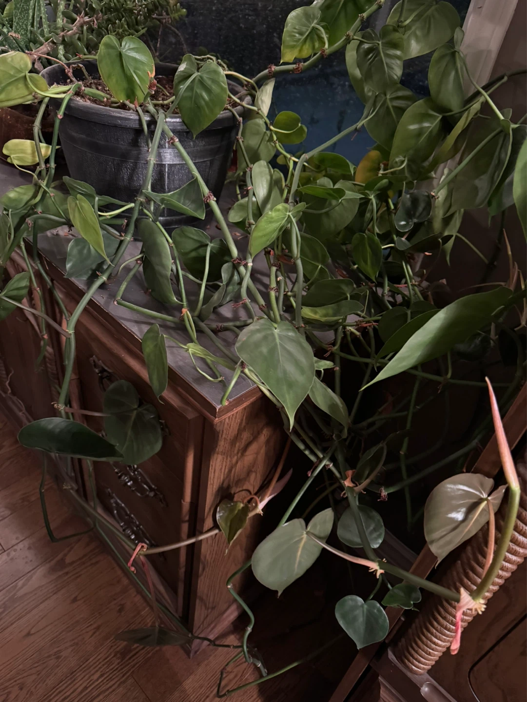 Philodendron Heartleaf Cuttings - photo 2