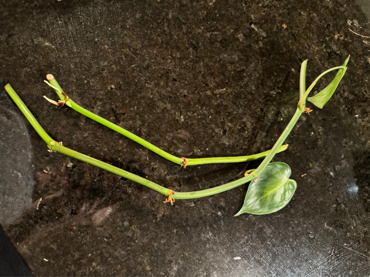 Philodendron Heartleaf Cuttings