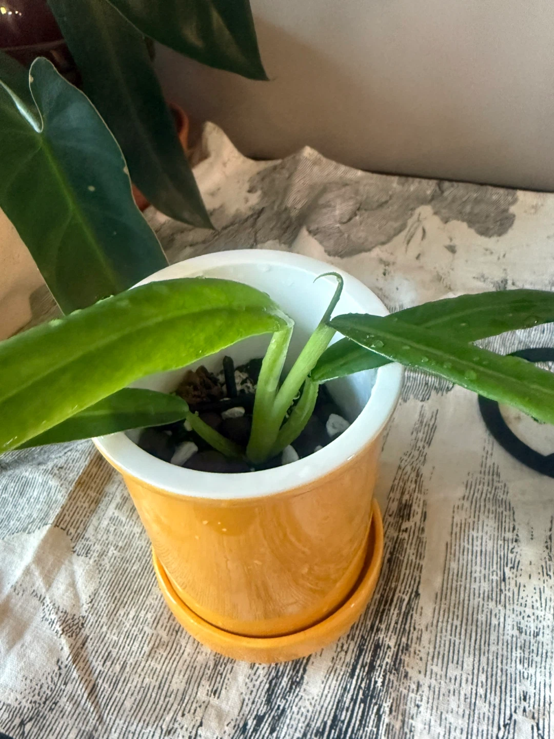 Philodendron elegans plant - photo 2