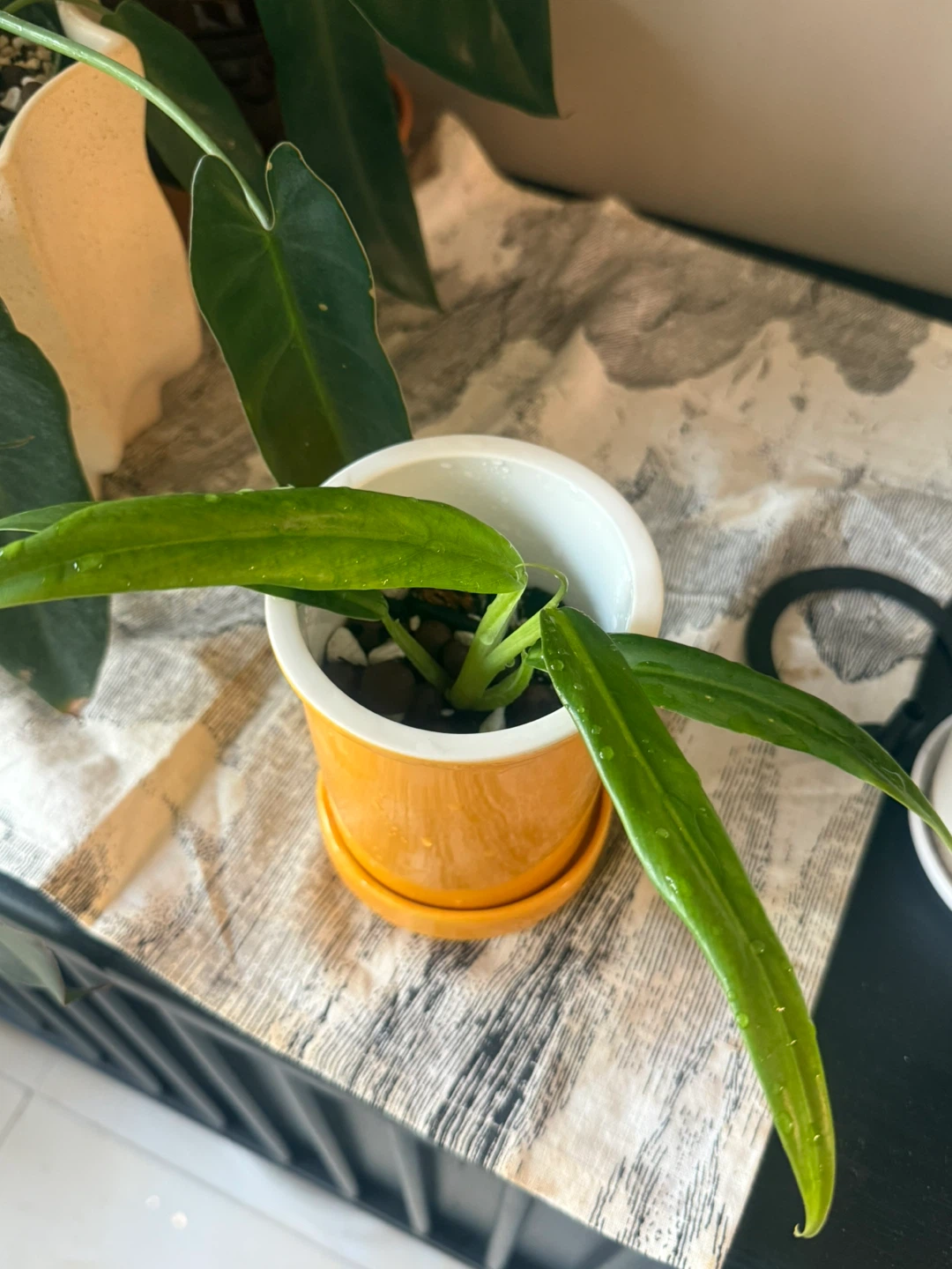 Philodendron elegans plant - photo 3