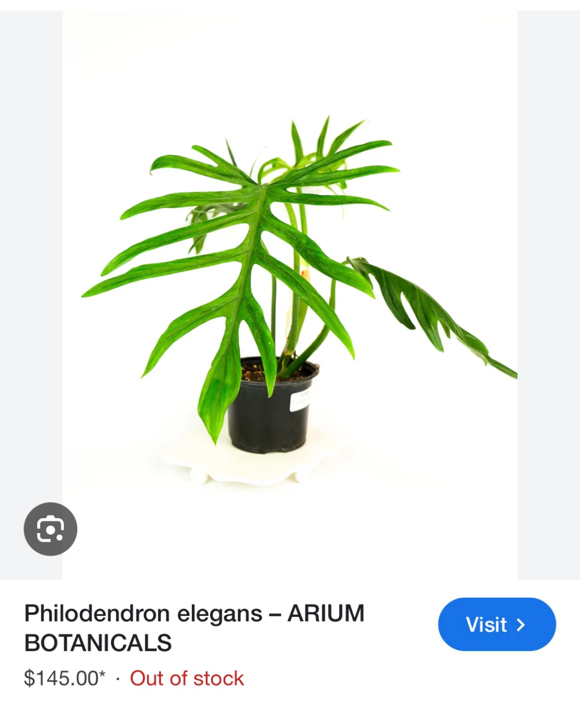 Philodendron elegans plant - photo 4