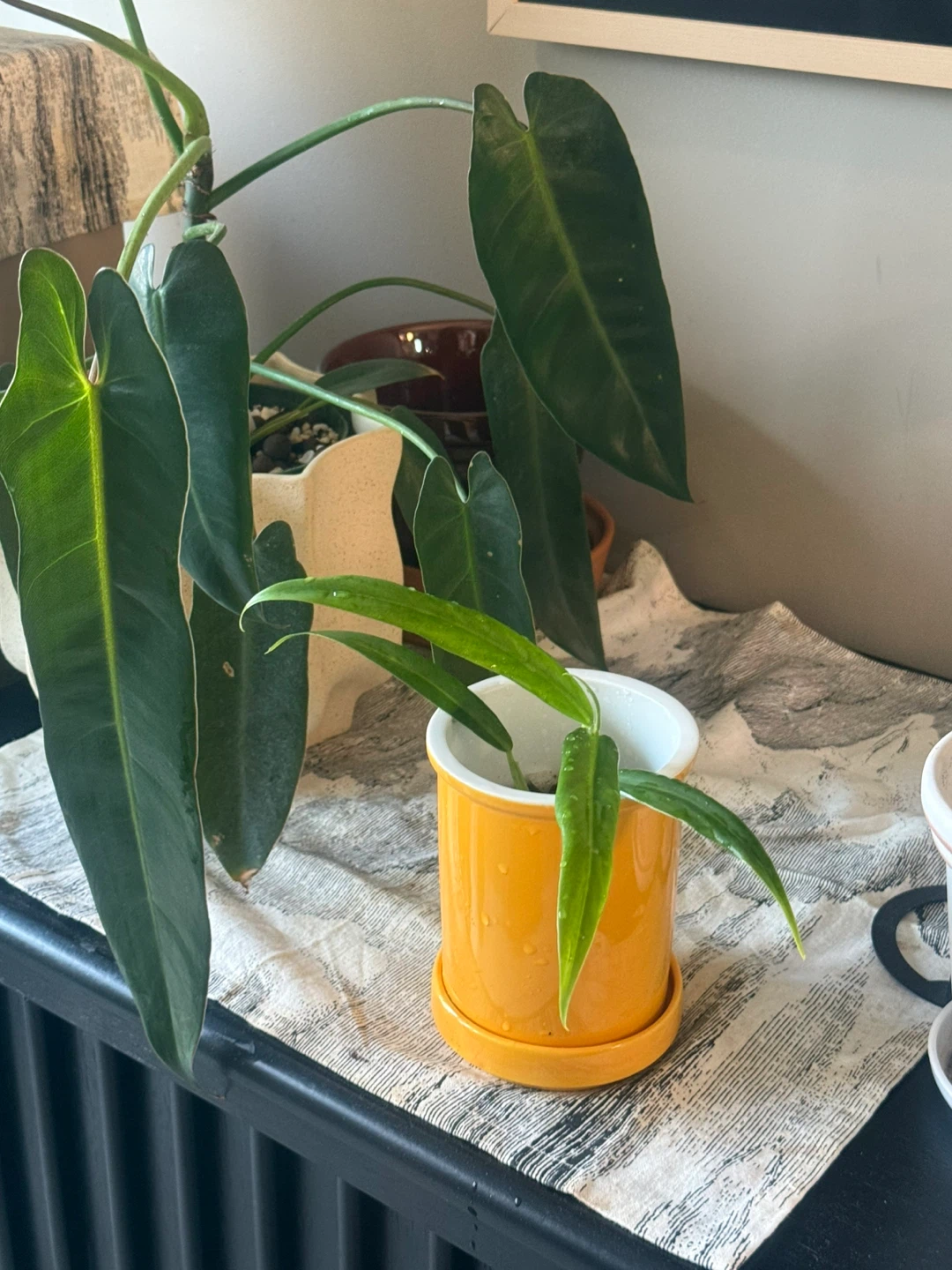 Philodendron elegans plant