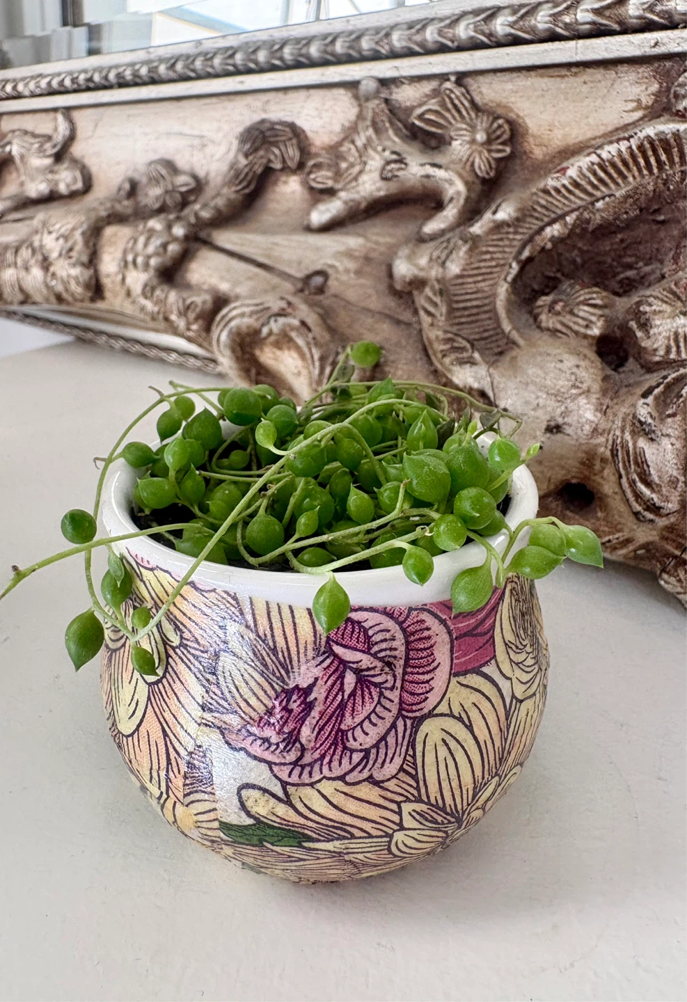 String of Pearls Plant in Decorative Pot