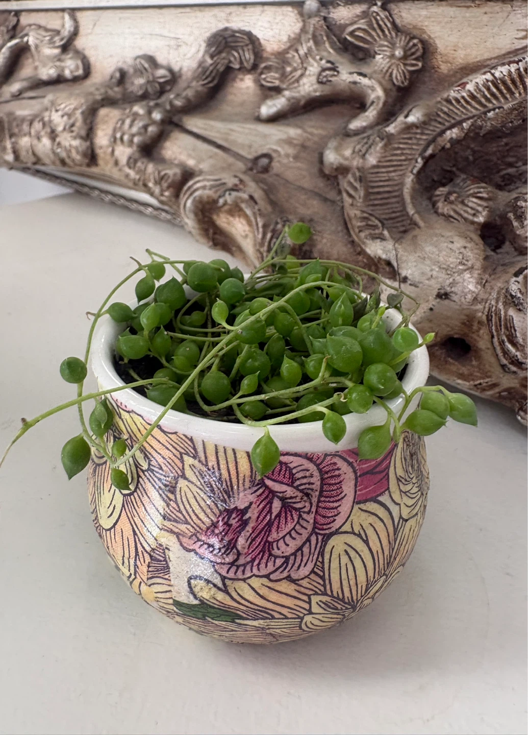 String of Pearls Plant in Decorative Pot - photo 3