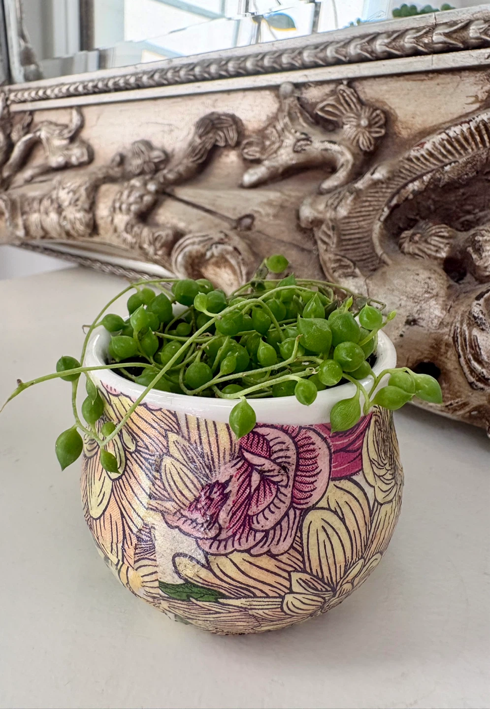 String of Pearls Plant in Decorative Pot - photo 2