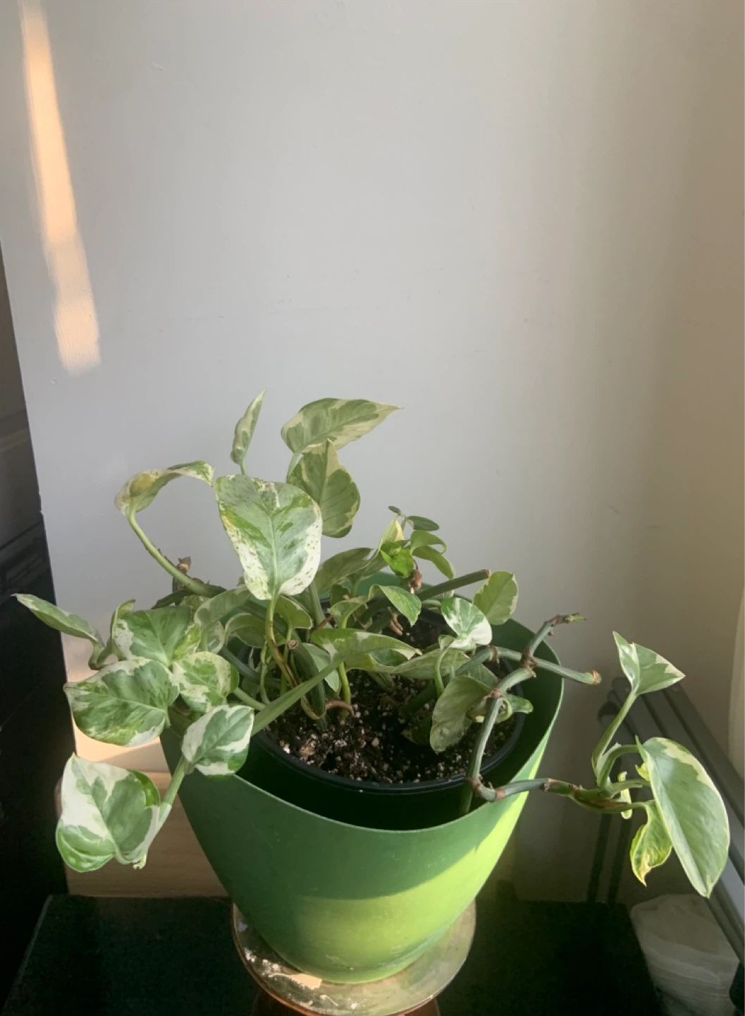 Jade Pothos Plant in Green Pot