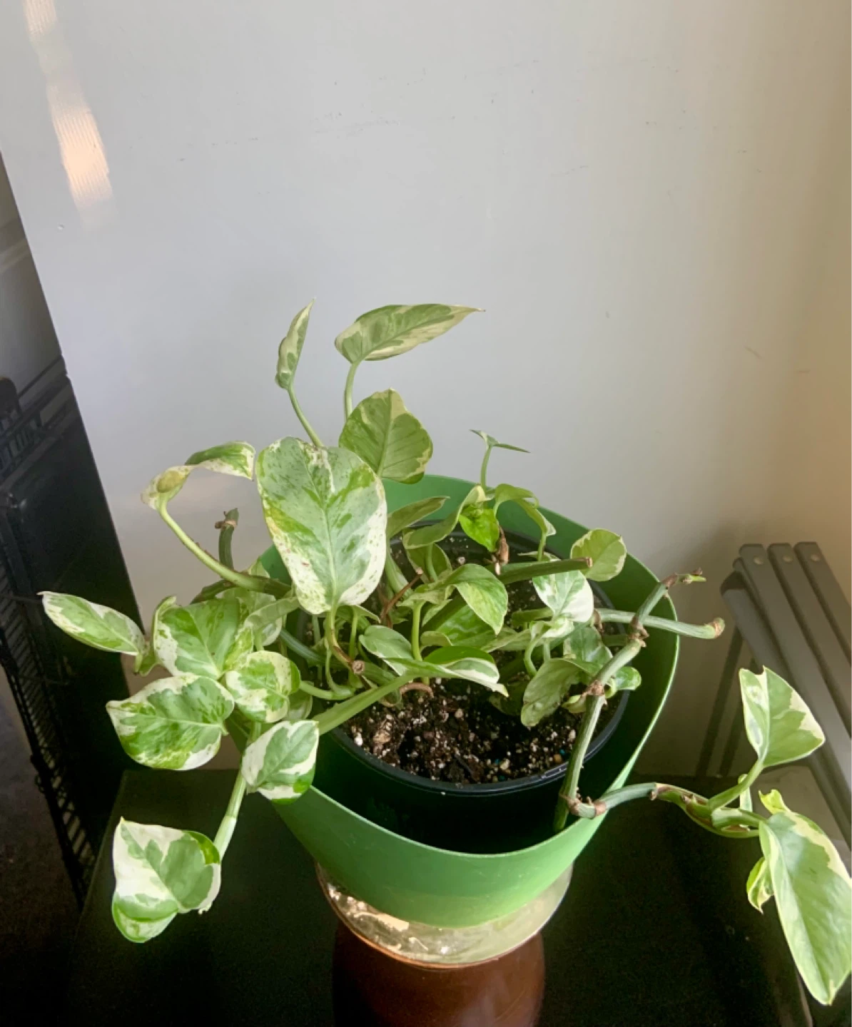 Jade Pothos Plant in Green Pot - photo 2