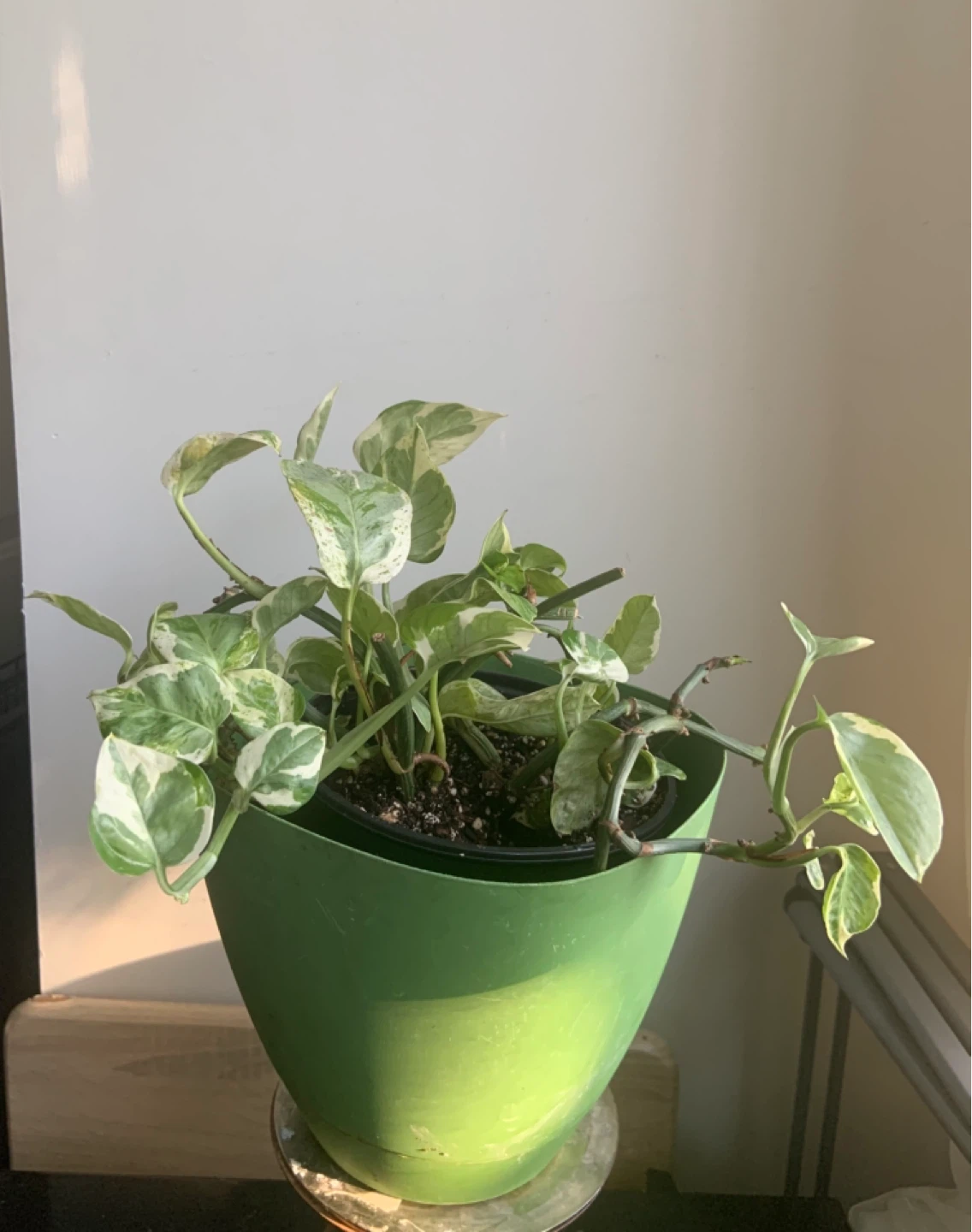Jade Pothos Plant in Green Pot - photo 3