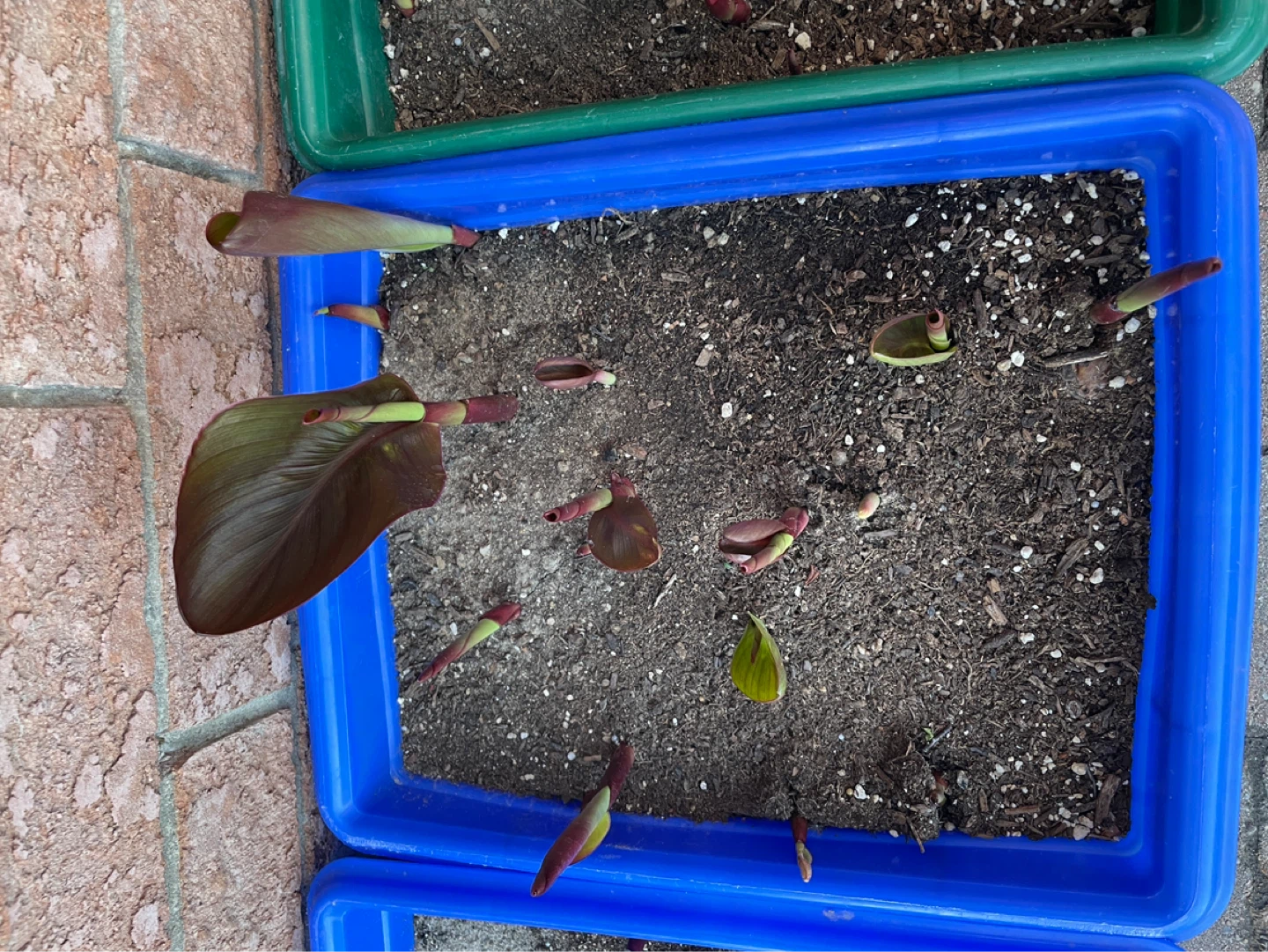 Canna Lily Plant Starts - photo 2