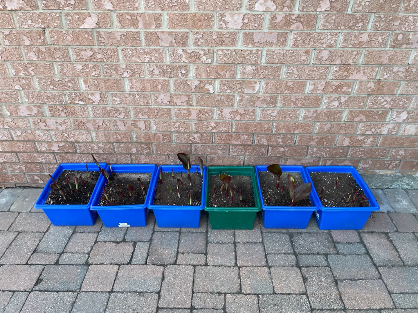 Canna Lily Plant Starts