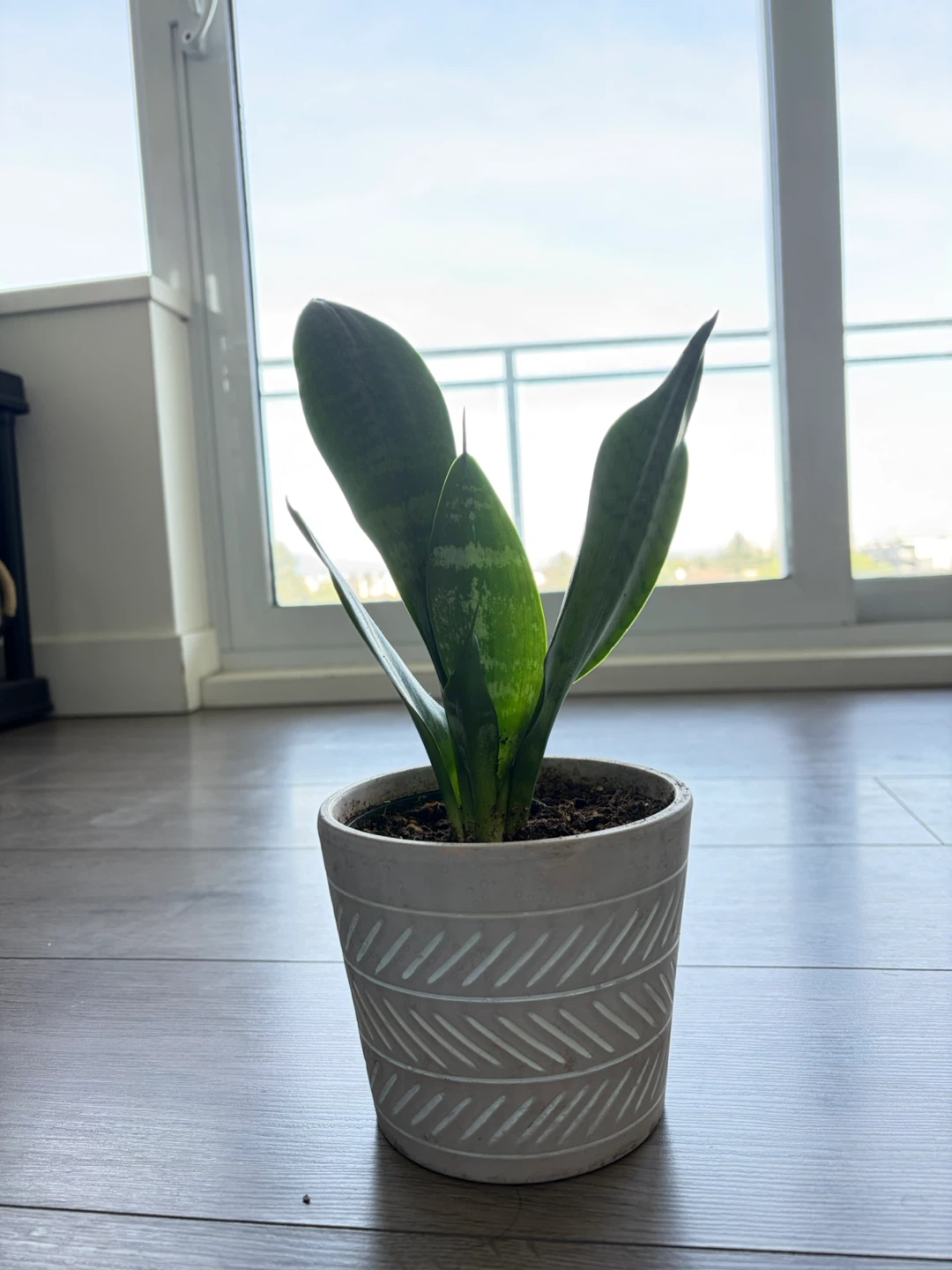 Snake Plant in Decorative Pot - photo 2