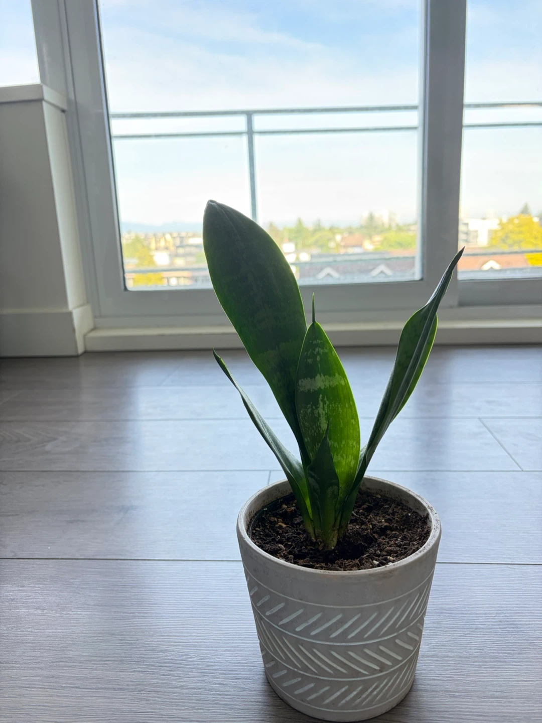 Snake Plant in Decorative Pot - photo 4