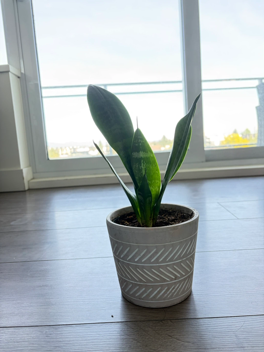 Snake Plant in Decorative Pot